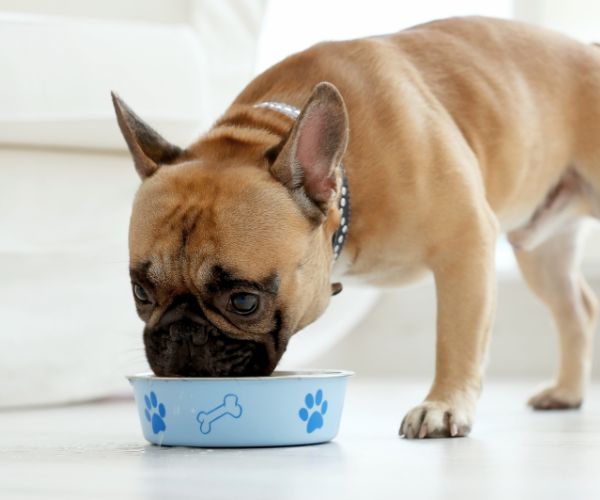 A Dog Eating Food