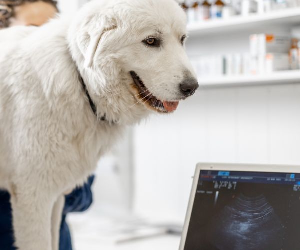 A dog having ultrasound scan