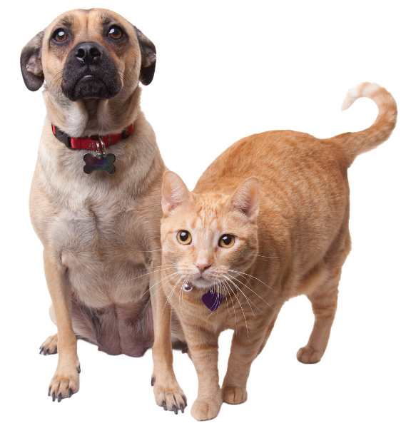 Beige dog and cat