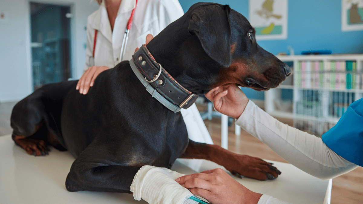 Dog with broken leg at the vet