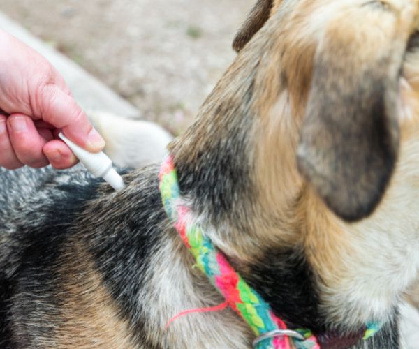 Person applying product for parasites prevention on dog