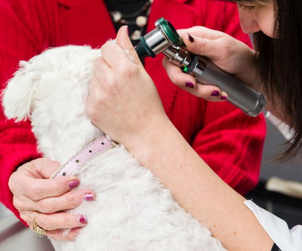 Vet examining a dog's ear