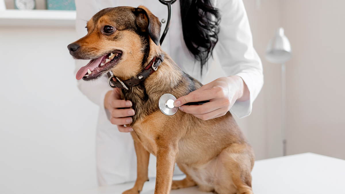 Veterinarian Checking Dog