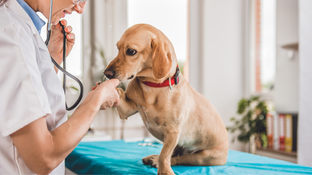 veterinarian checking dog